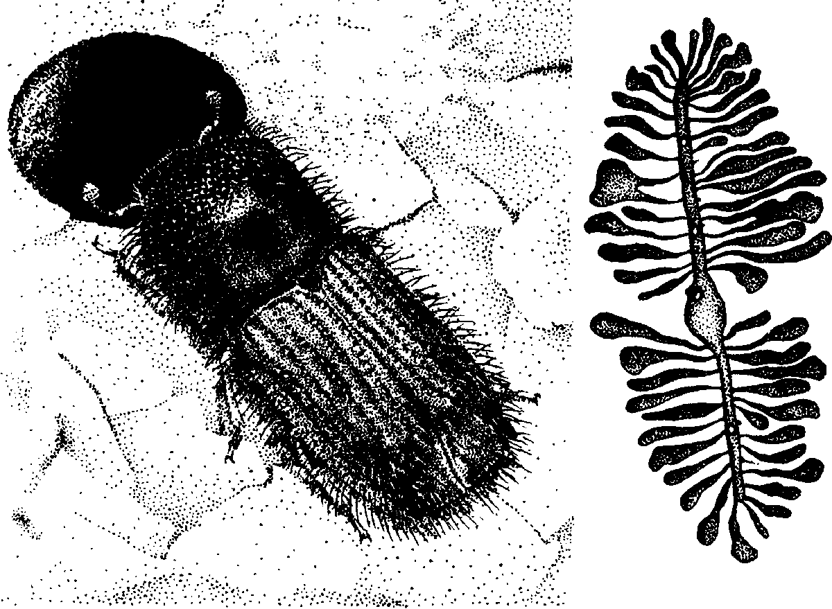 Жук короед Точильщик