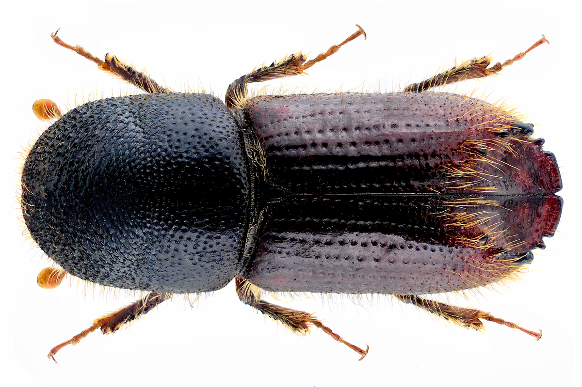 Acroteriobatus variegatus