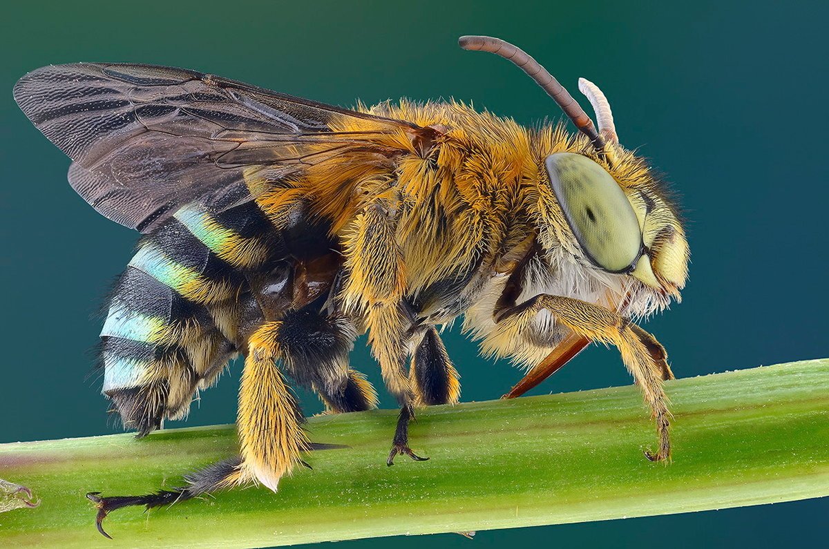 Насекомые фото