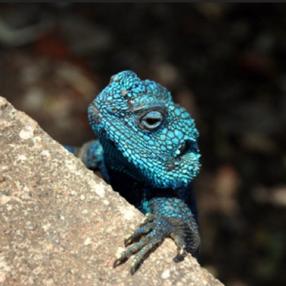 Синяя ящерка