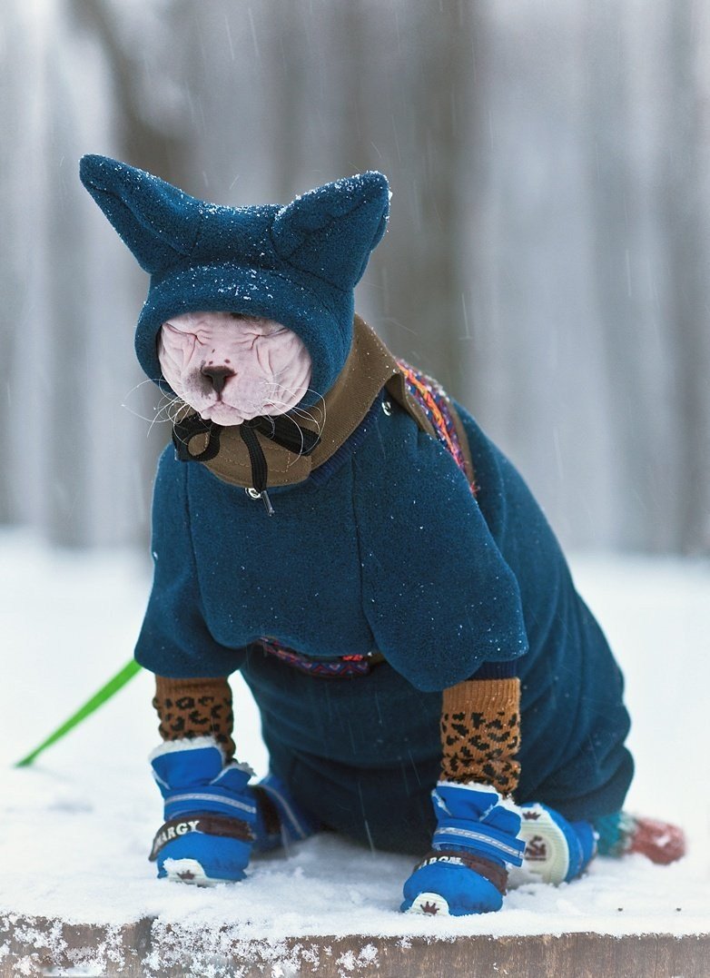 Кот в зимней одежде