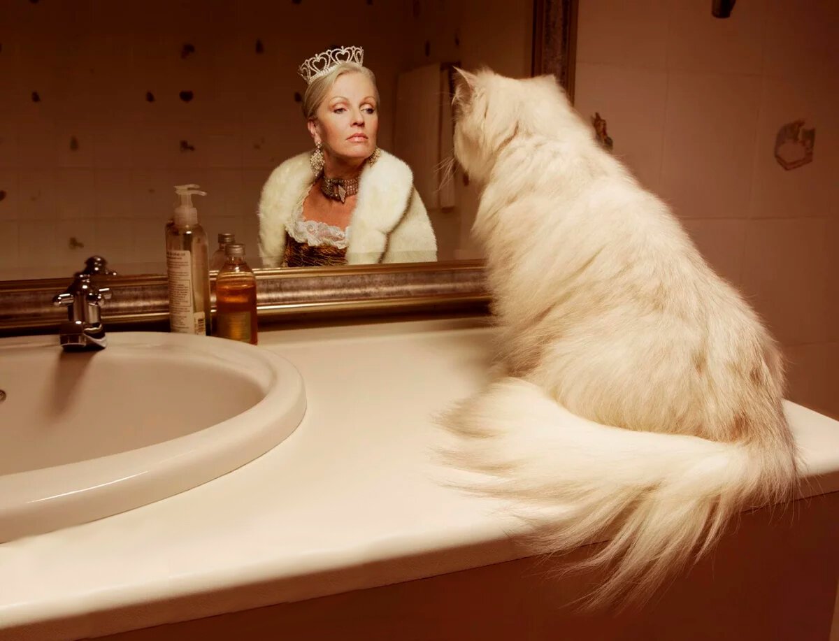 Кошка отражение в зеркале