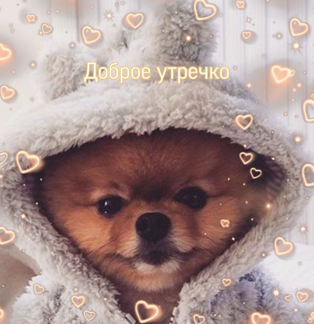 Щенок Тедди Фиби