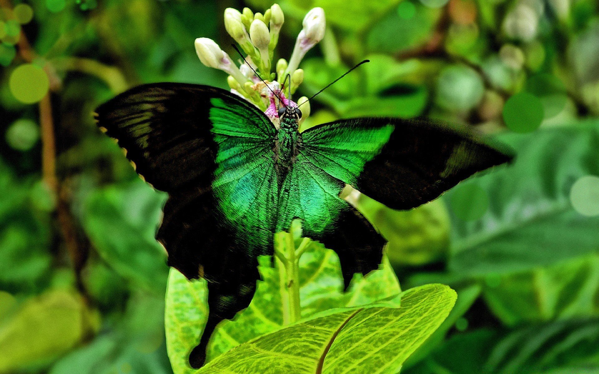 Цветок бабочка зеленый. Птицекрылка королевы Александры гусеница. Бабочка парусник Коцебу. Изумрудный Махаон бабочка. Бабочка парусник Палинур черно-зеленая.