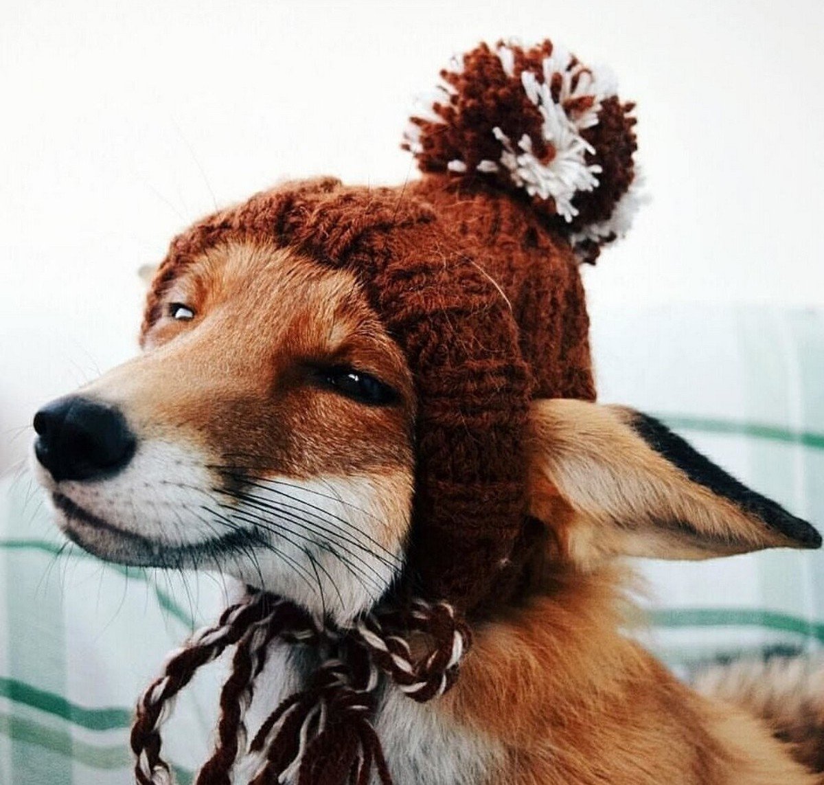 Лиса в шапочке