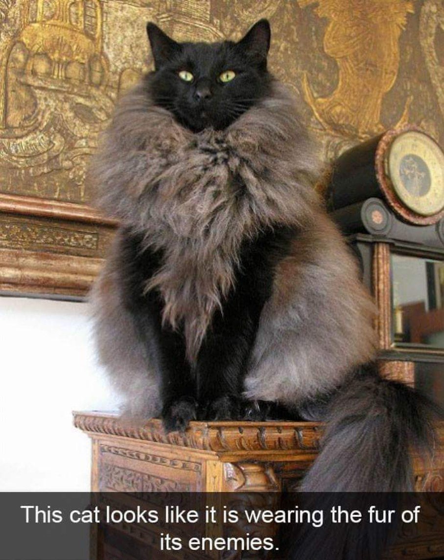 Кот в шубке