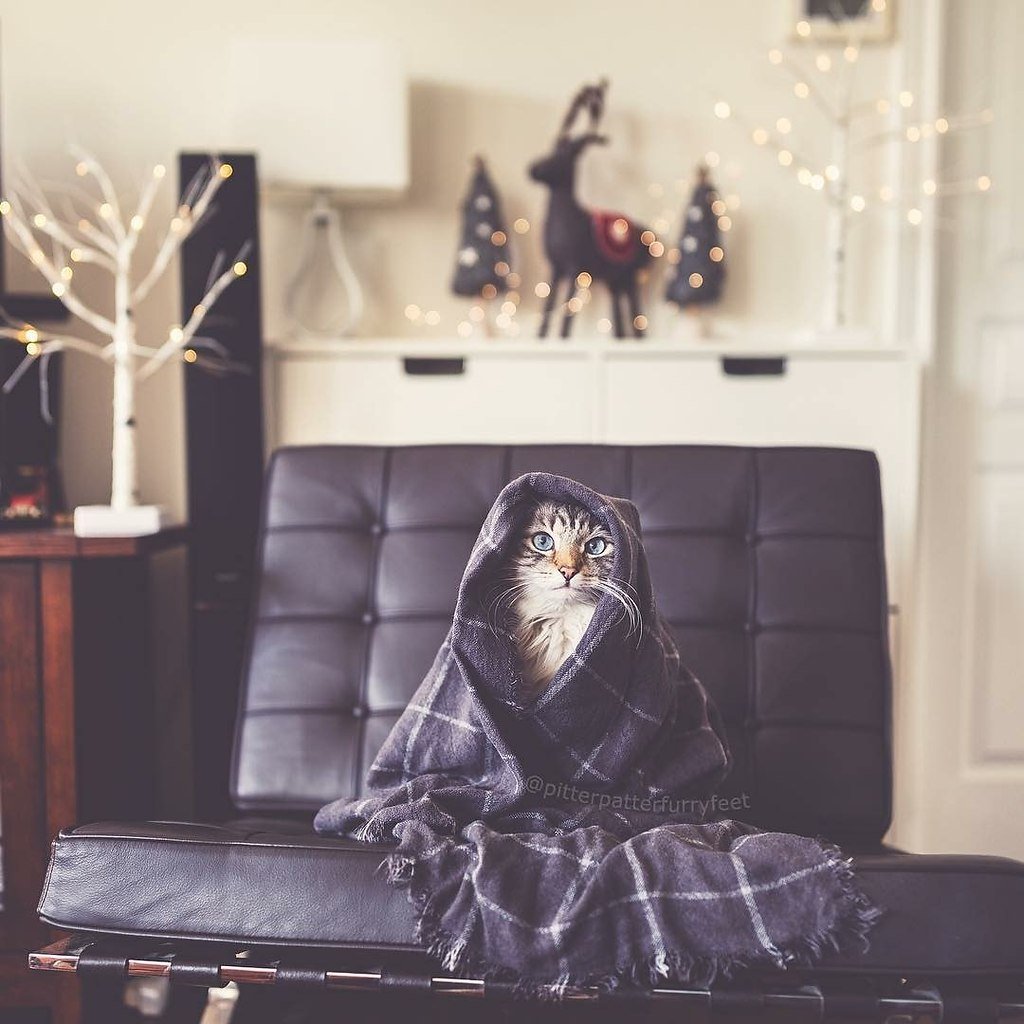 Сфинкс в шубке