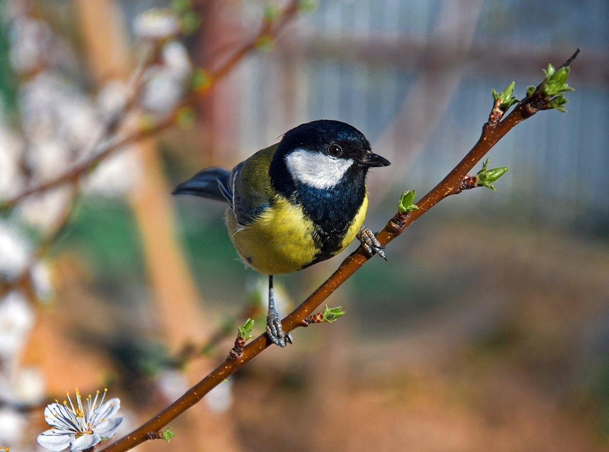 Лазоревка весной