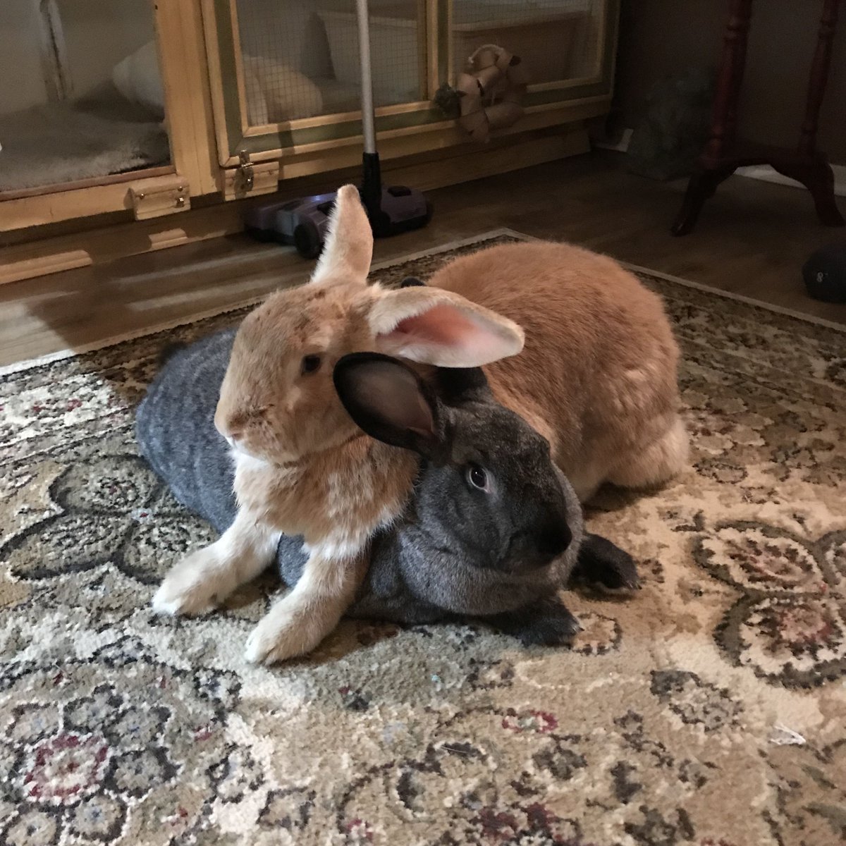 Дариус - самый большой кролик в мире