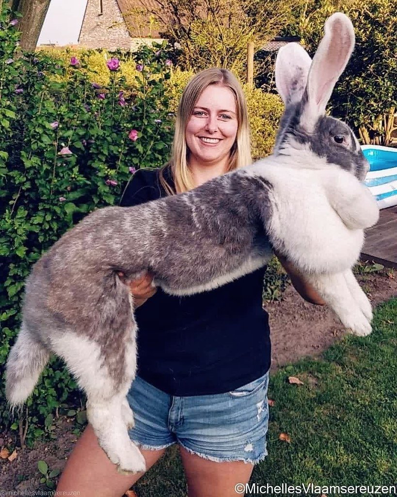 Кролики гиганты