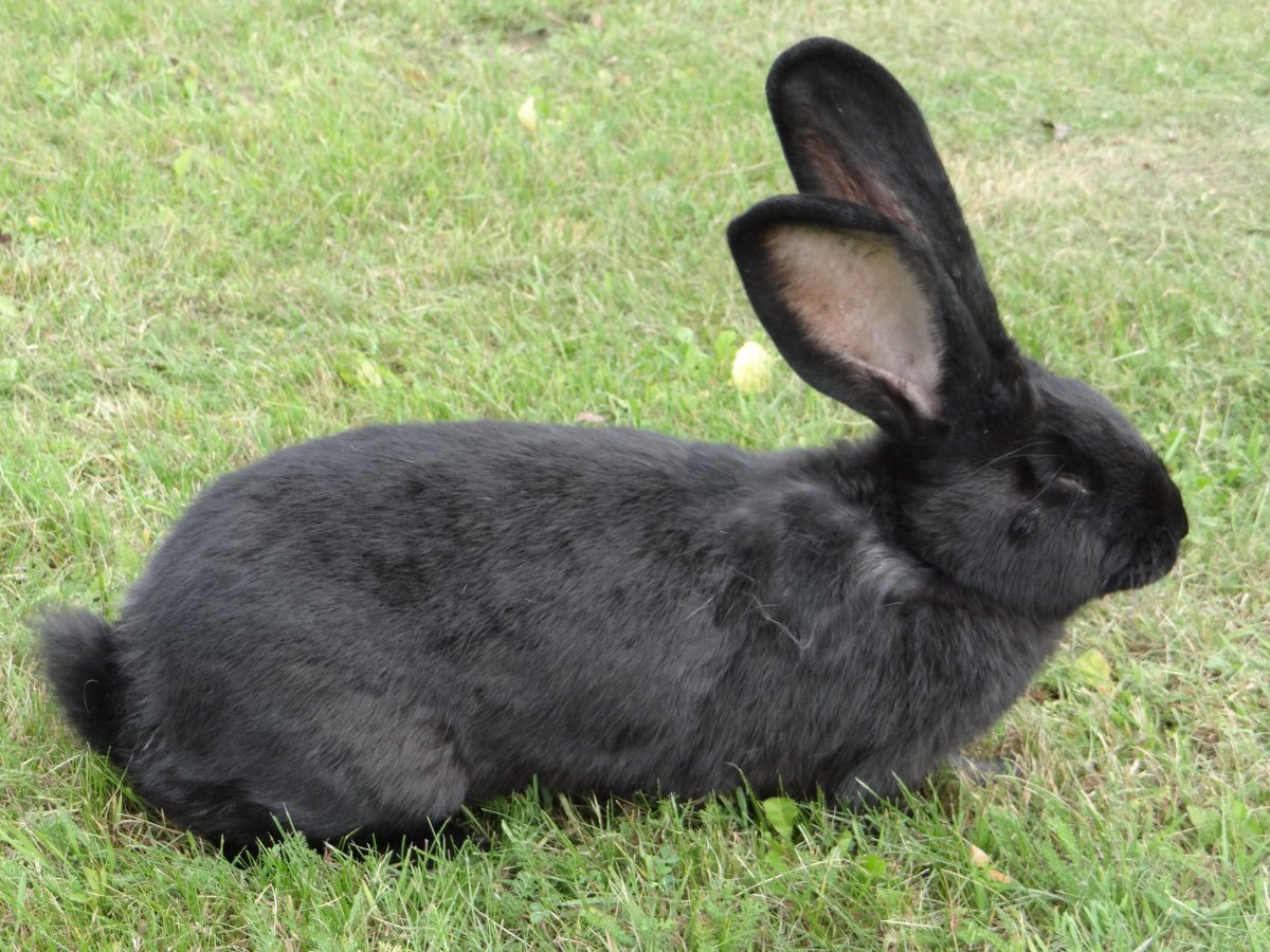 Кролик орилаг