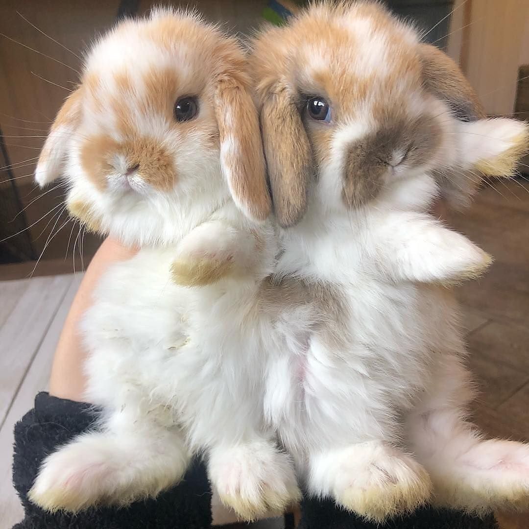 Порода кролика Минилоп