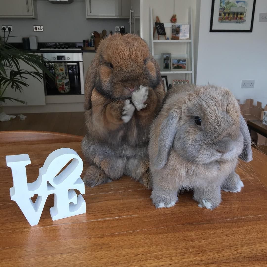 Кролик Эстетика