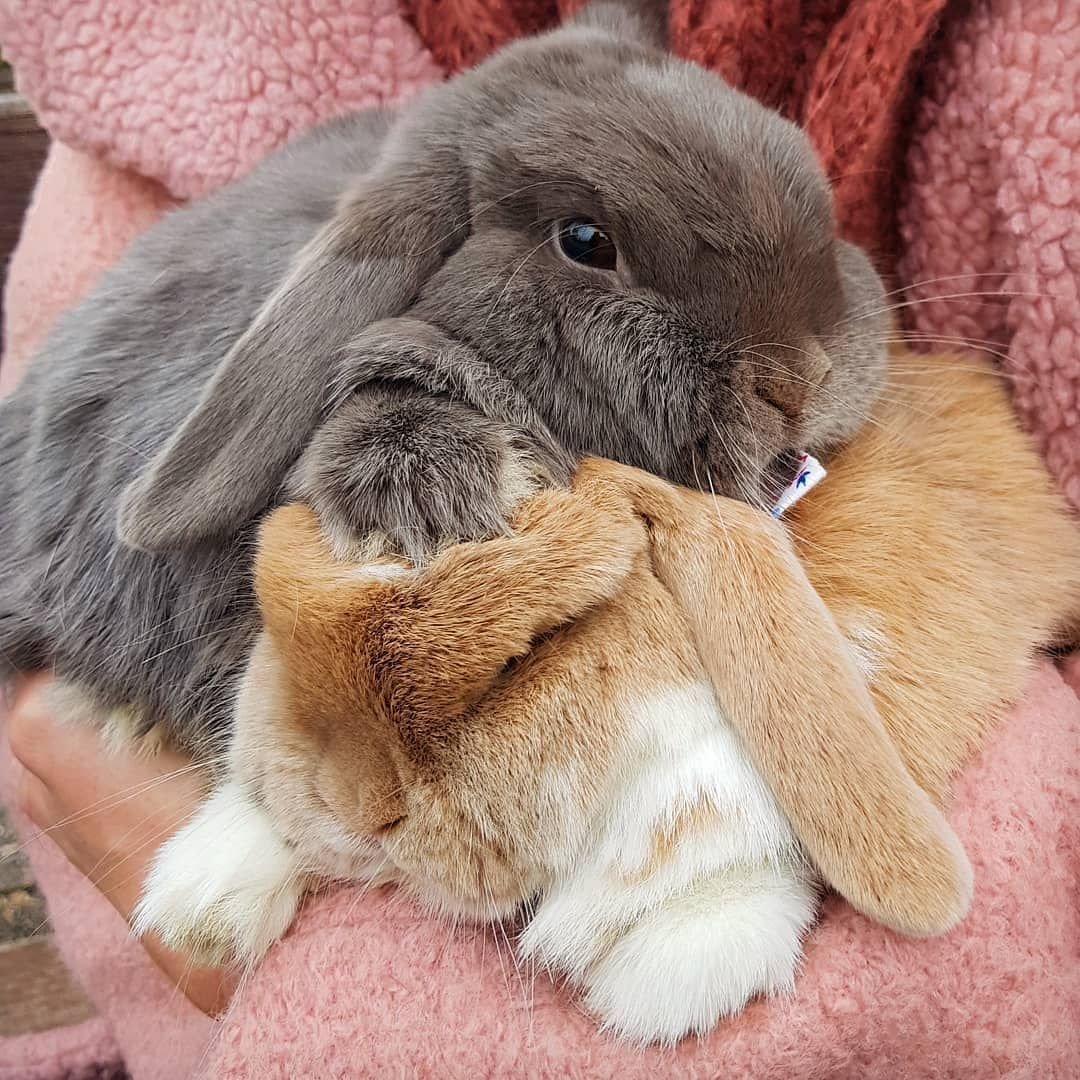 Кролик домашний вислоухий