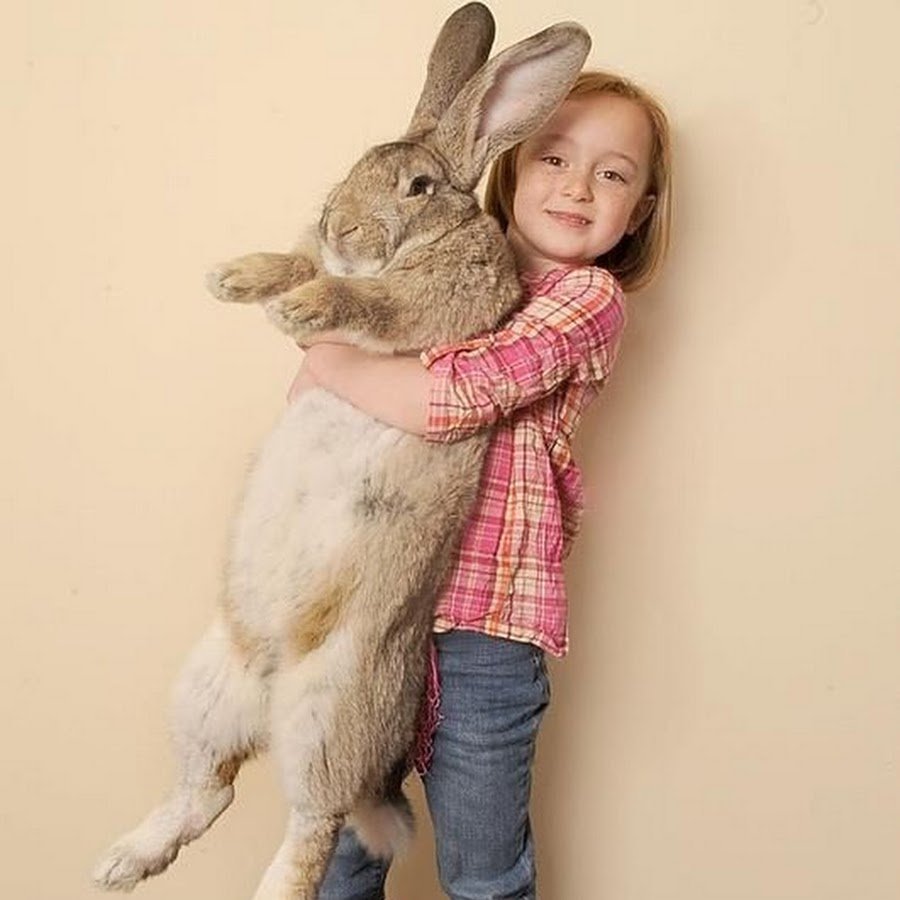 Розовый ангорский кролик