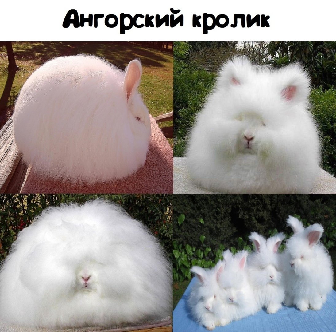 Кролик домашний