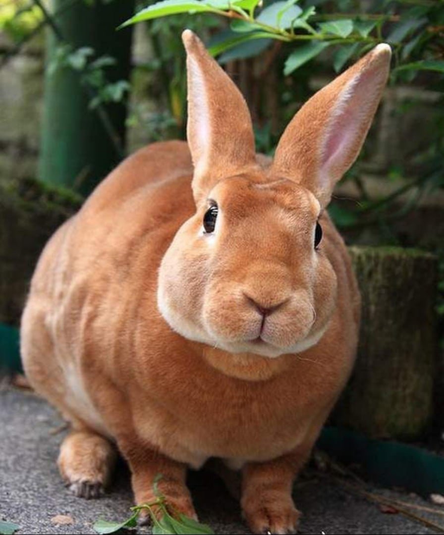 Кролик рекс оттер