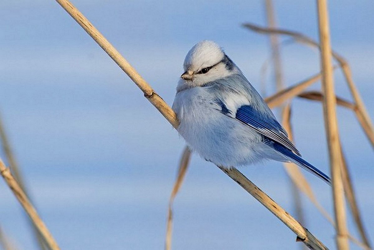 Князек или белая лазоревка