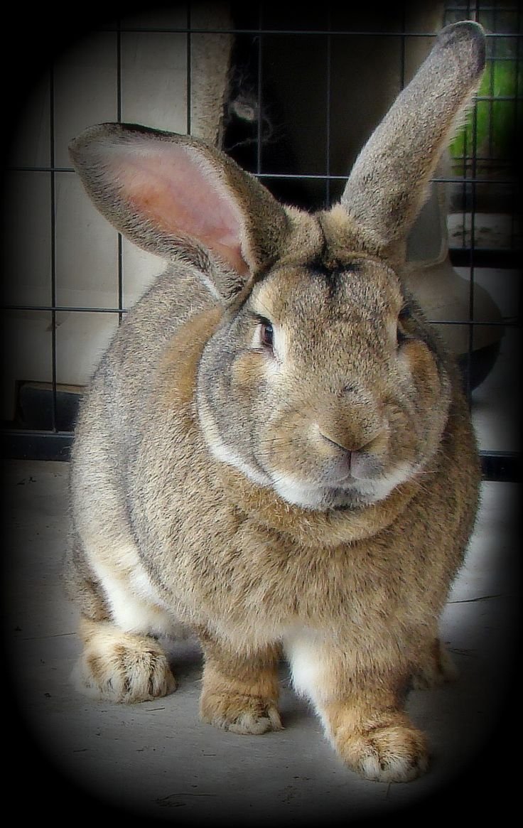 Кролики породы Трианта