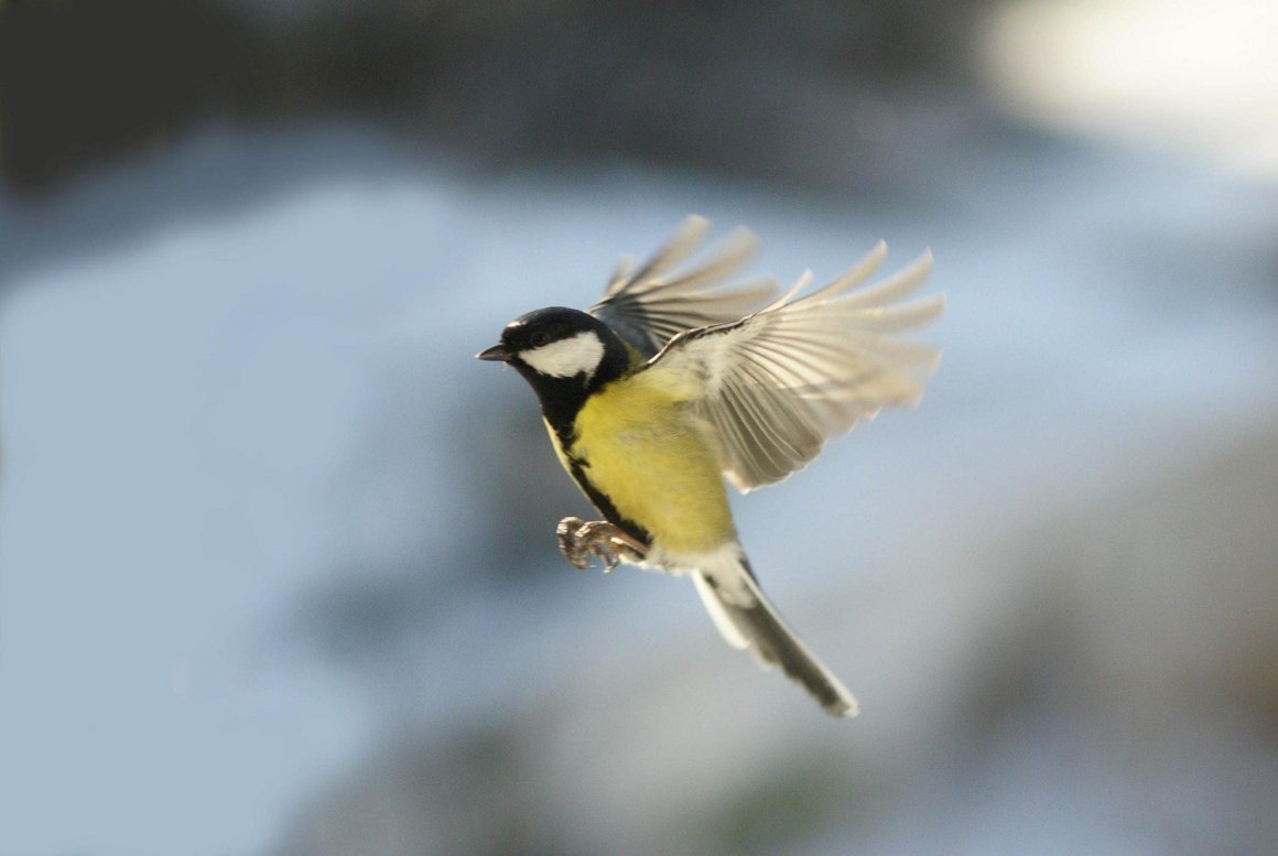 Синица лазоревка в полете