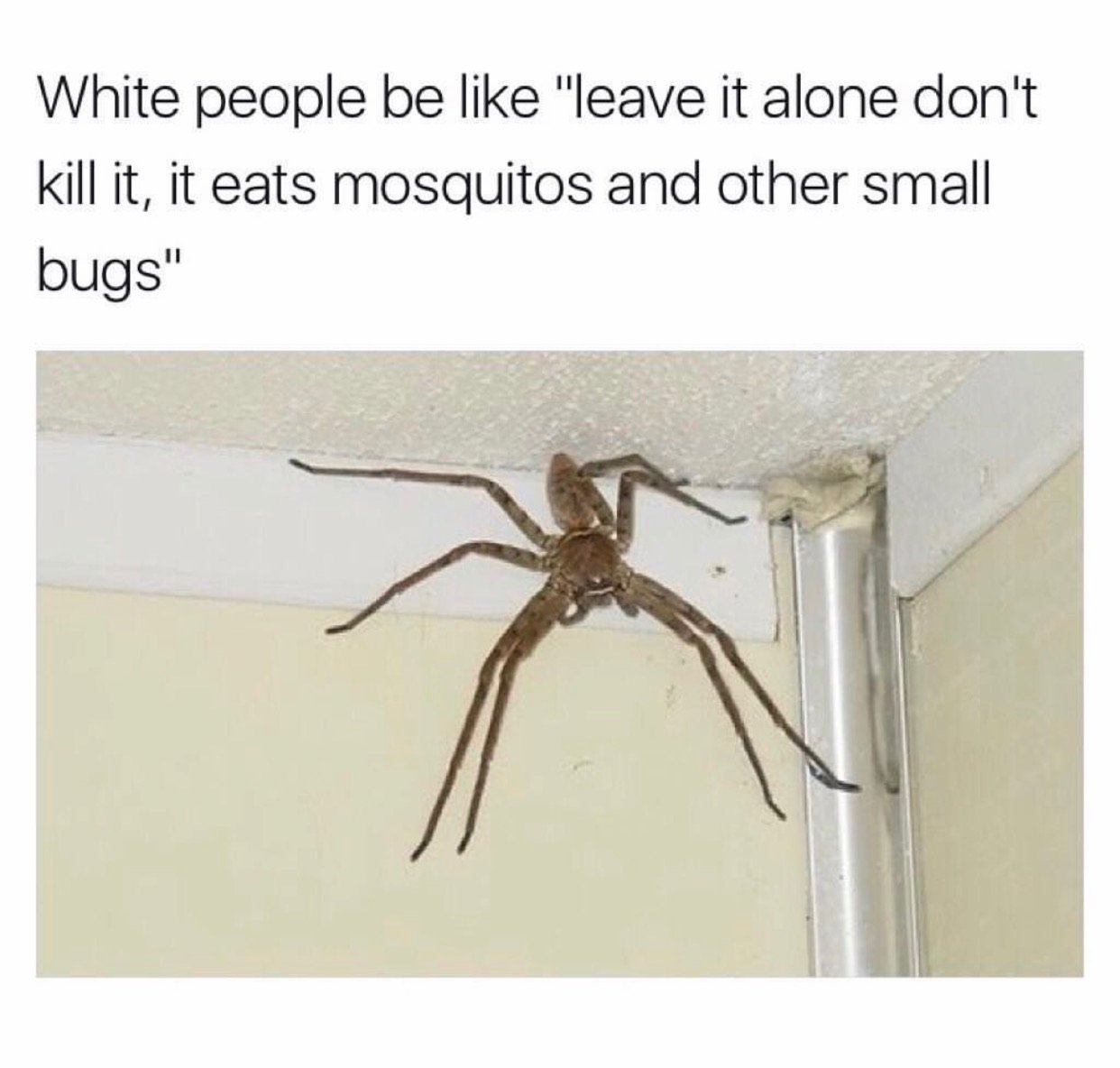Почему много пауков