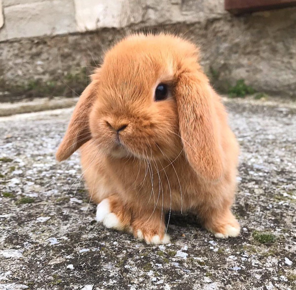 Зайчиха с зайчонком