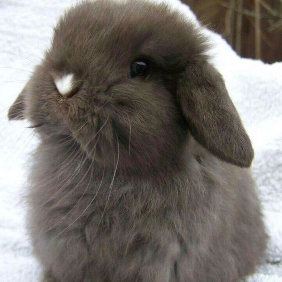 Карликовый баран вислоухий кролик