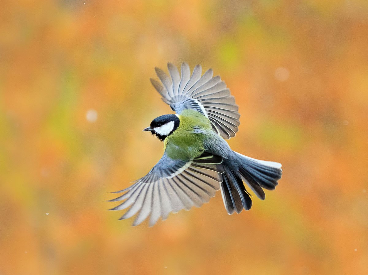 Синица лазоревка в полете