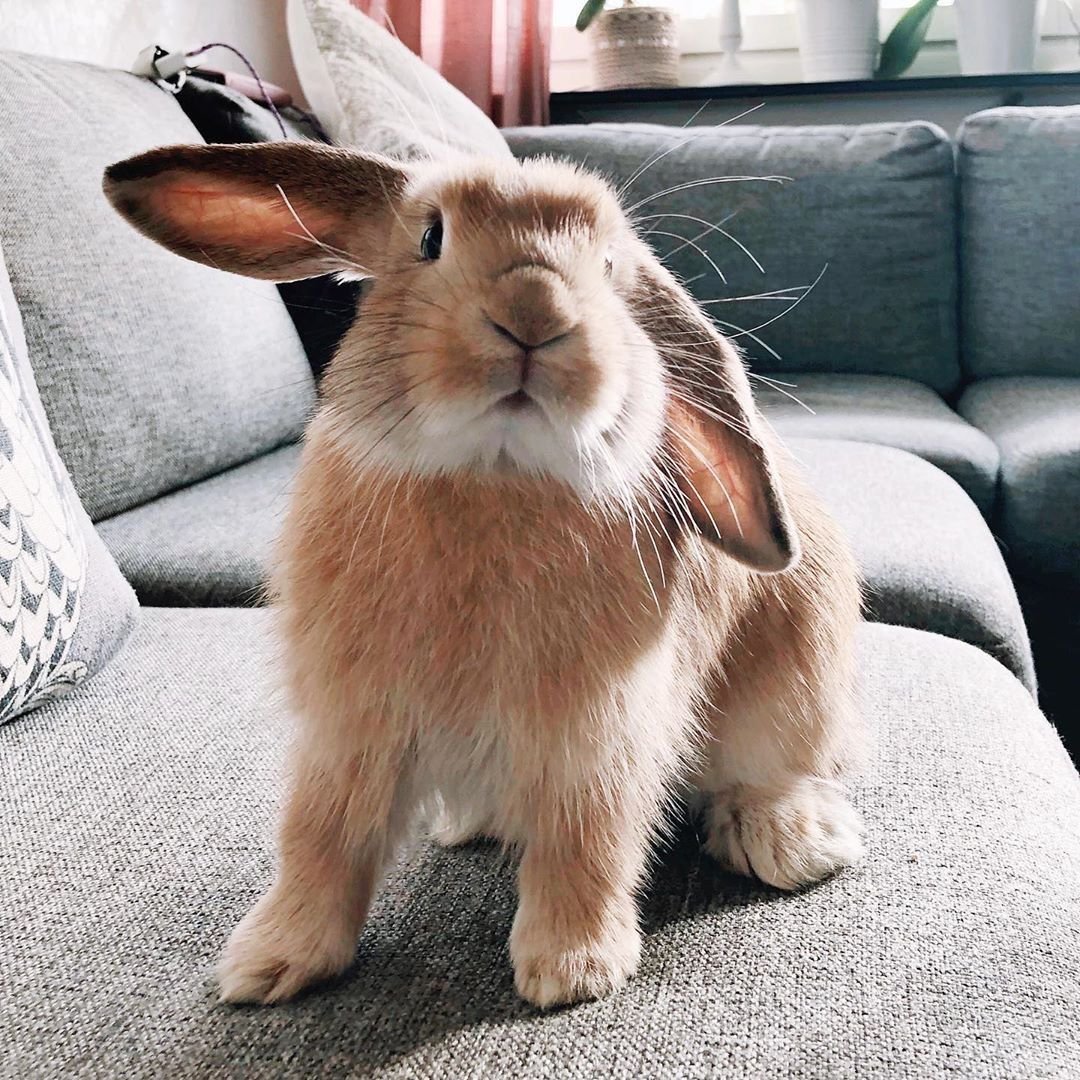 Милый домашний кролик