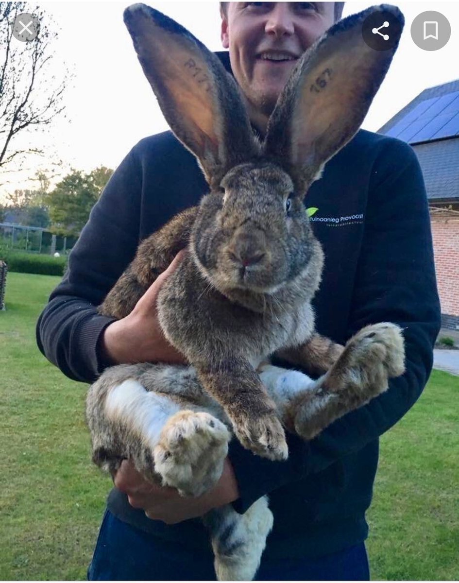 Бельгийский великан Фландр