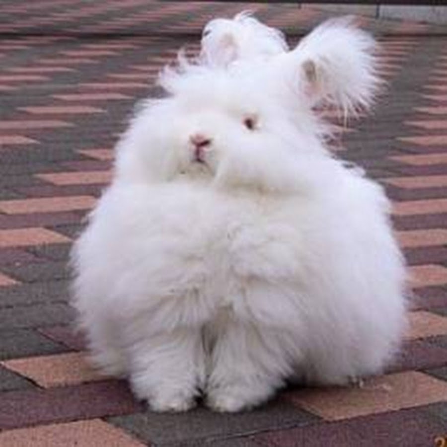 Кролик демотиватор