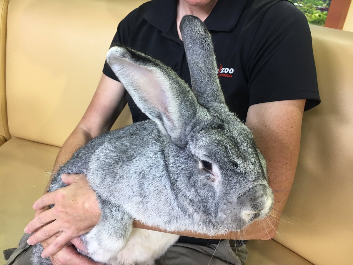 Кролик Дариус