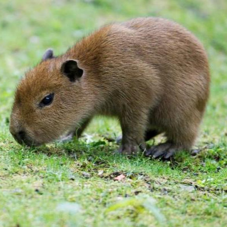 Животные Южной Америки капибара