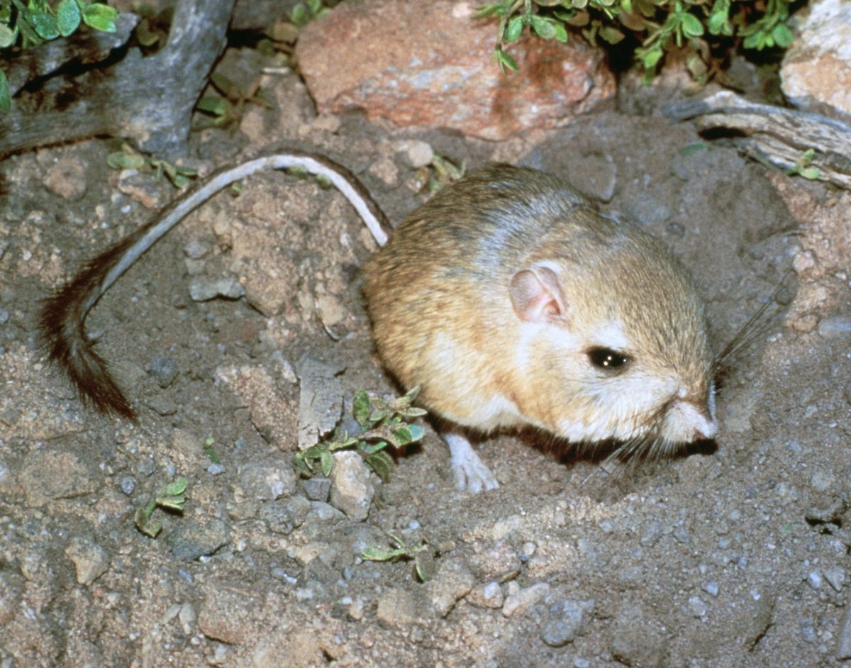 Короткоухая Песчанка