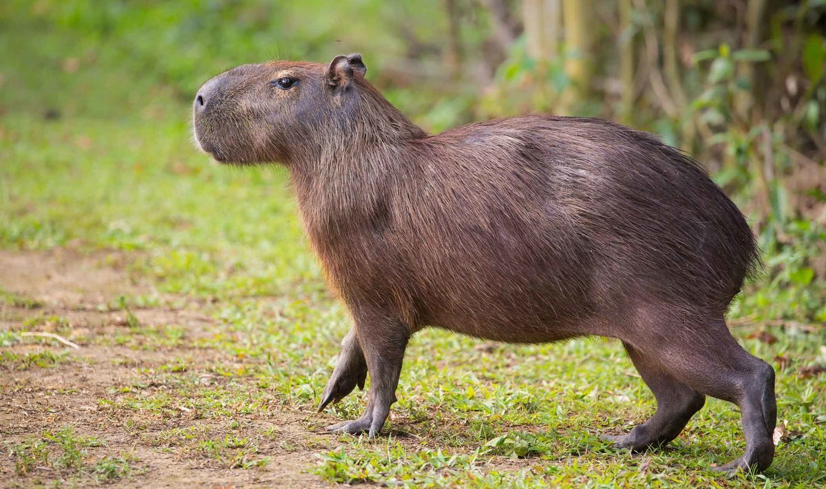 Животные Южной Америки капибара