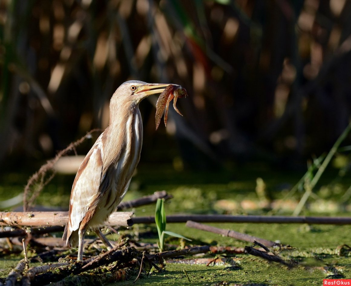 Водные птицы