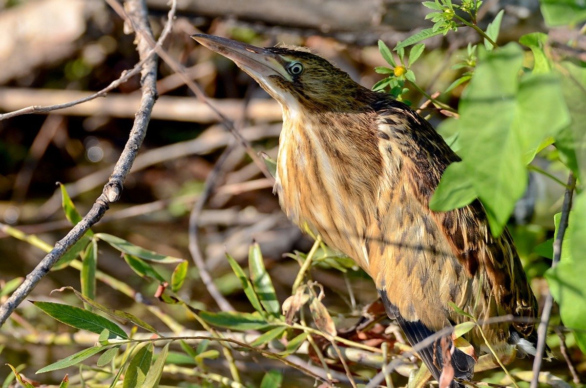 Большая выпь Botaurus Stellaris