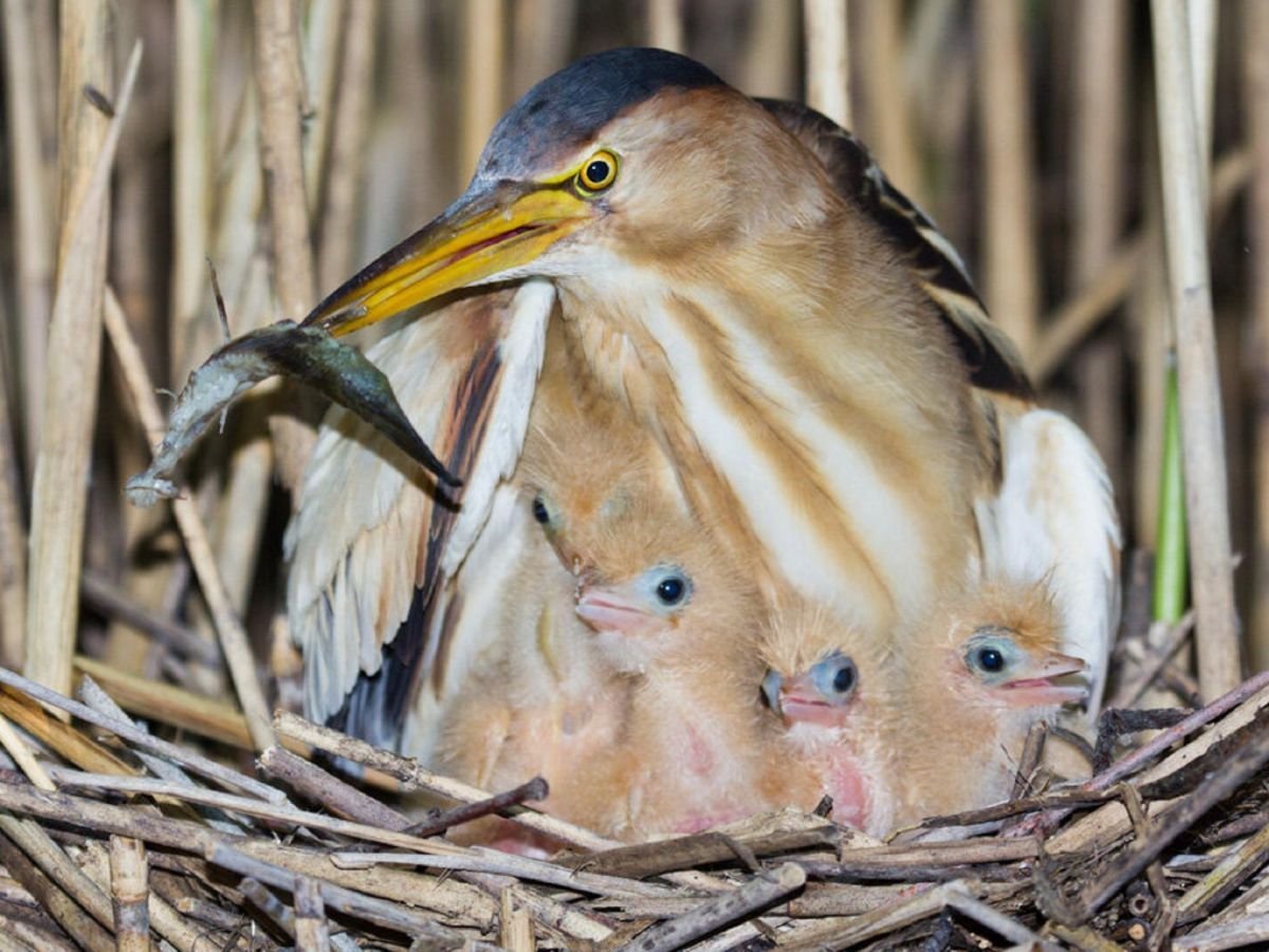 Болотные птицы