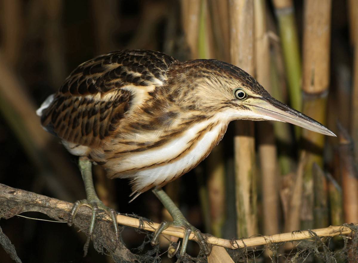 Большая выпь Botaurus Stellaris