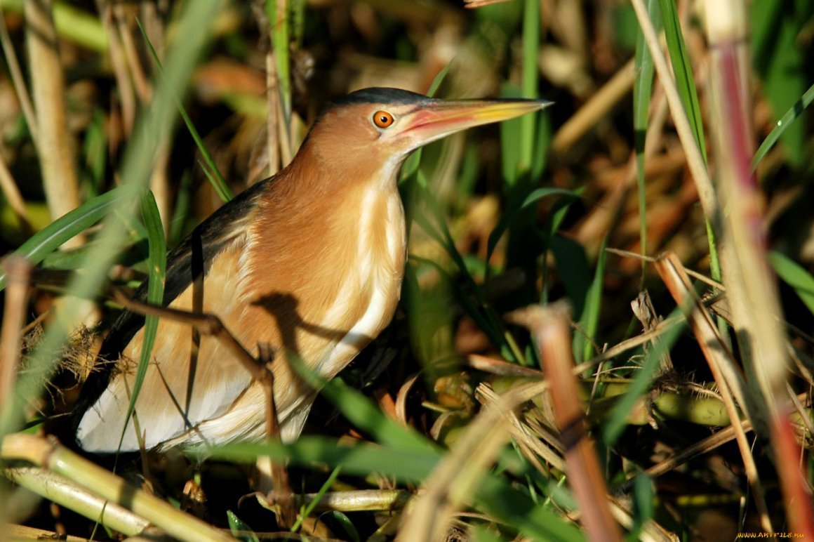 Малая выпь птица