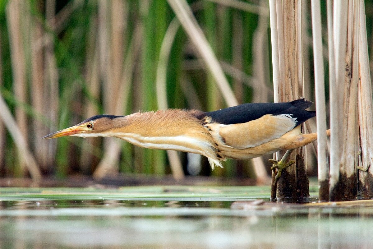Пестроспинный волчок