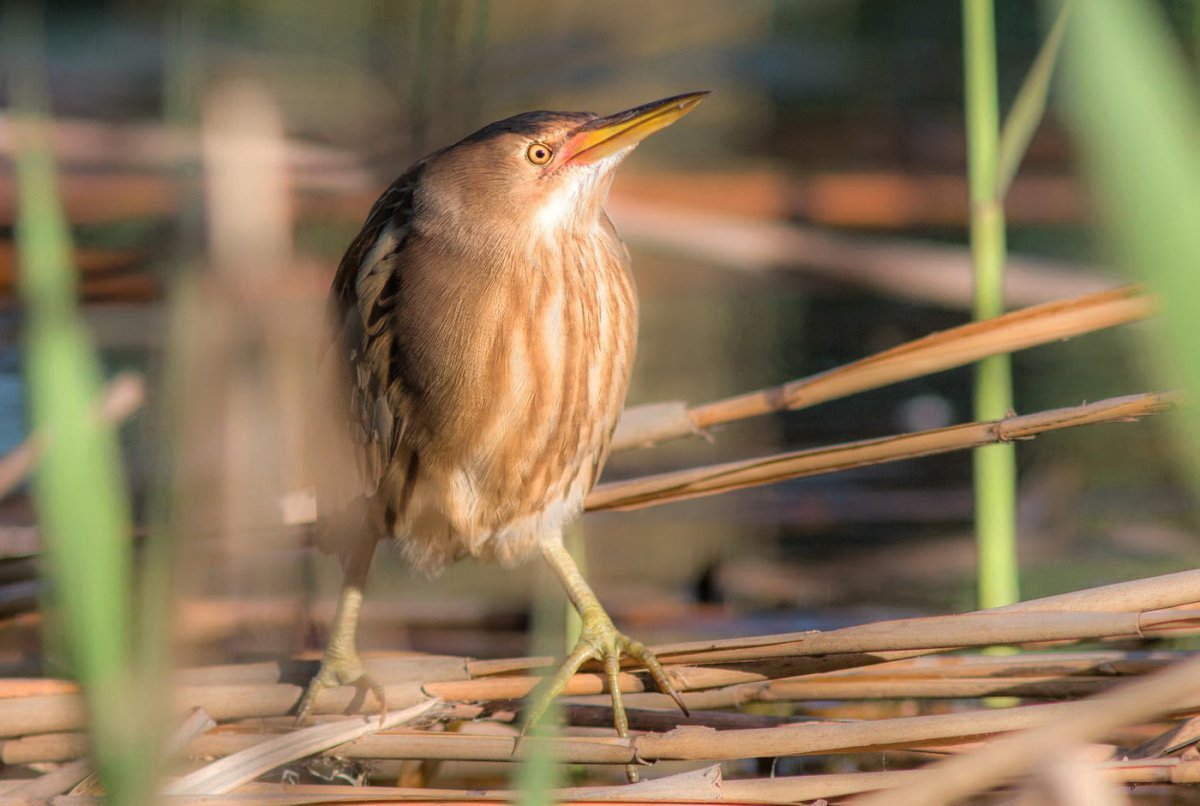 Малая выпь молодая