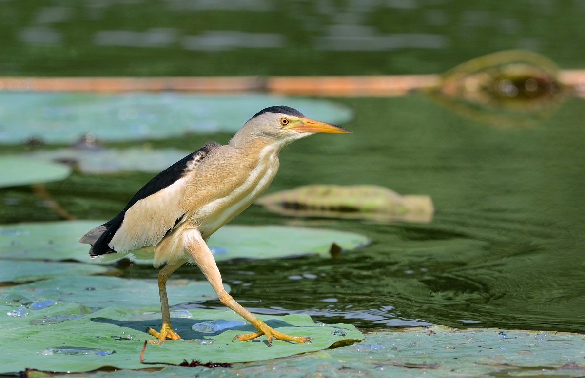 Большая выпь танец