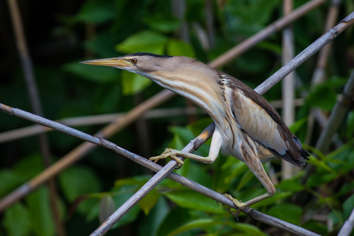 Хинганский заповедник Амурская выпь