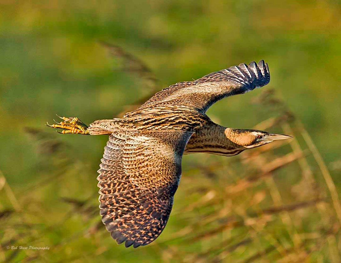 Выпь Болотная птенец