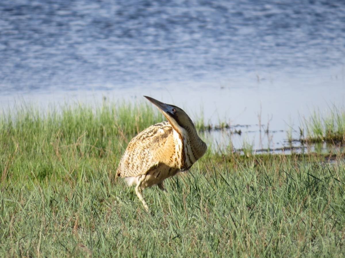 Большая выпь (Botaurus Stellaris (l.)