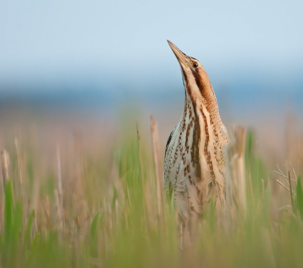Выпь цапля Бугай
