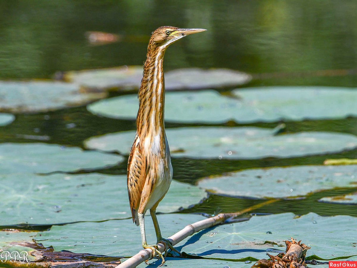 Птица выпь крик