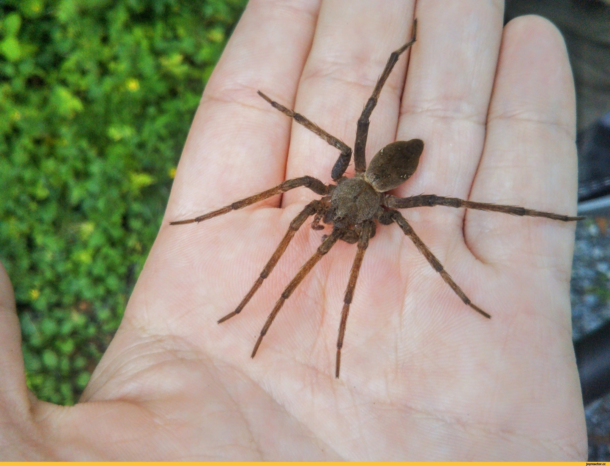 В Татарстане появился паук-оса. Опасен ли он?