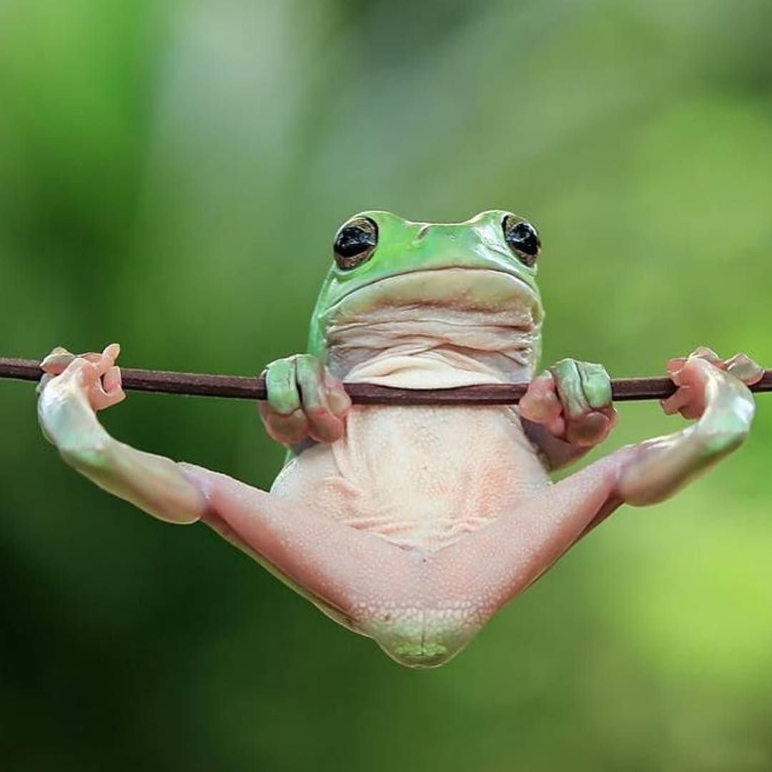 Смешная жаба